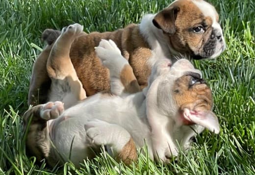 Bulldog