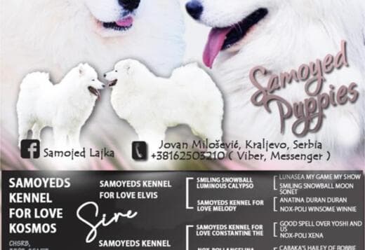Samoyed puppies