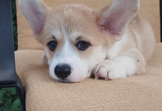 Pembroke Welsh Corgi puppies