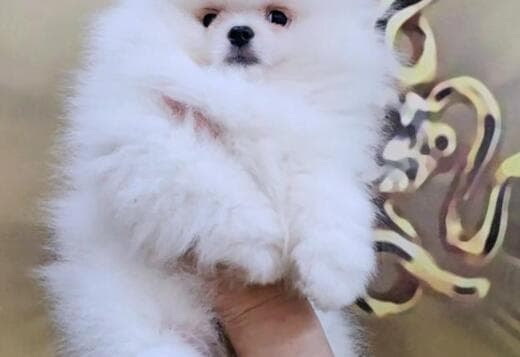 White Pomeranian Spitz puppies