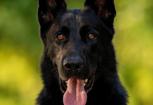 German Shepherd Guard Dog For Sale