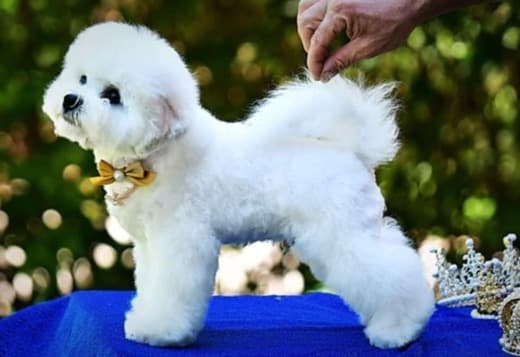 Bichon Frise puppy for sale