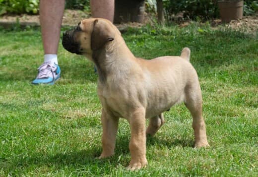 Boerboel (South African Mastiff) puppies