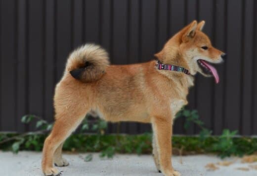 Shiba Inu puppies