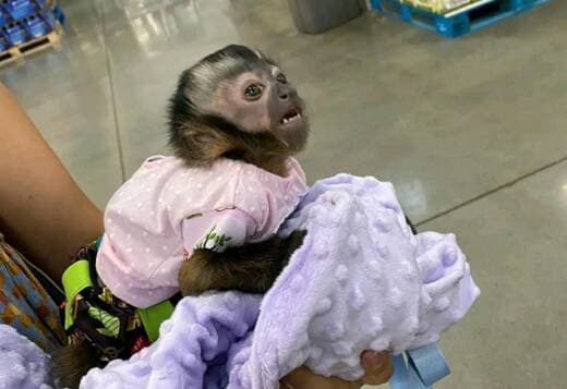 Healthy Capuchin monkey for sale