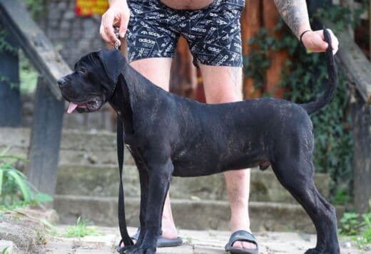 Cane Corso male puppy