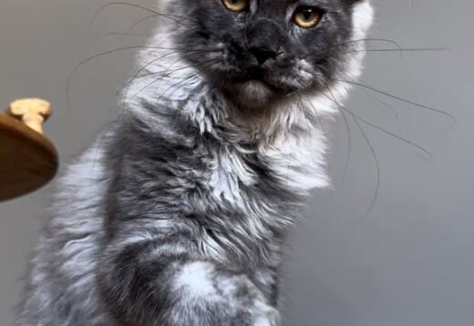 Why Adopting a Maine Coon Cat