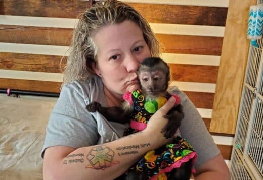 Baby Capuchin Monkeys For Sale