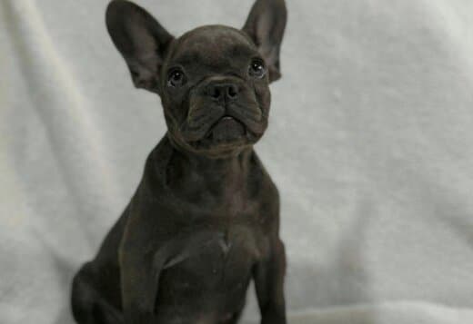 French Bulldog puppies