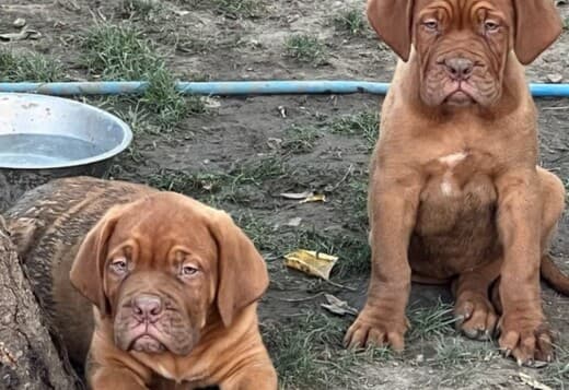Dogue de Bordeaux puppies