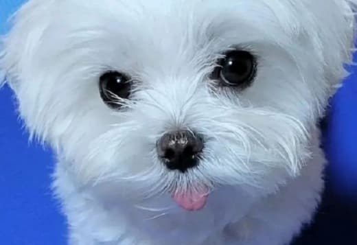 ADORABLE PUREBRED SHIH TZU PUPPIES AVAILABLE.