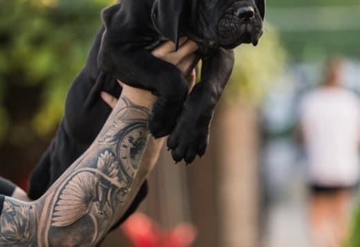 Cane Corso puppies