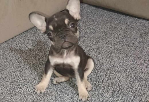 French bulldog puppies