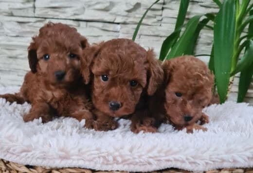 Red Toy poodle puppies for sale
