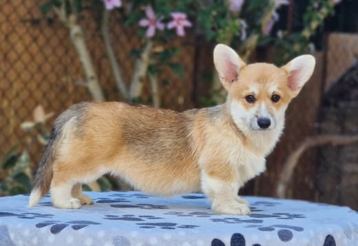 Welsh Corgi Pembroke puppies for sale