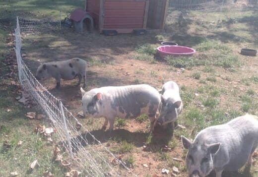 3 Pot Belly Pigs & 4 Sheep in need of a new home