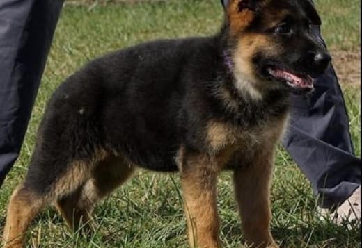 Home raised German Shepherd puppies that are ready for their new homes