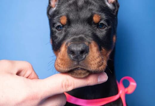 Doberman puppies