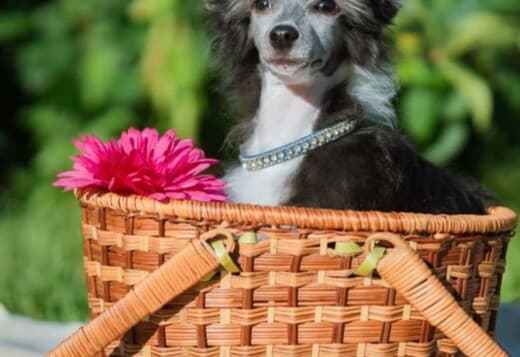 Chinese Crested dog female puppy