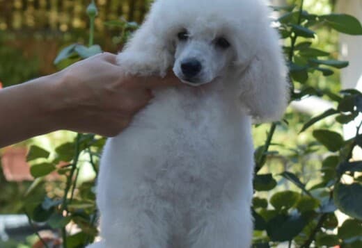 White Miniature Poodle puppies