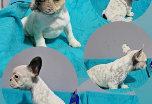 French Bulldog puppies for sale