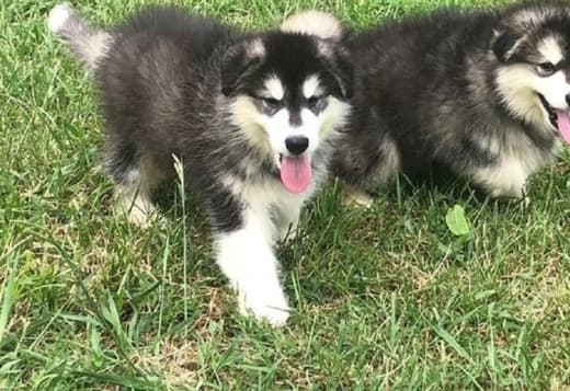 Well Socialized Alaskan Malamute puppies for sale 470-673-7509