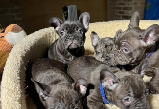 Registered French Bulldog Puppies