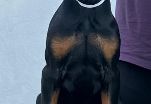 Doberman puppies