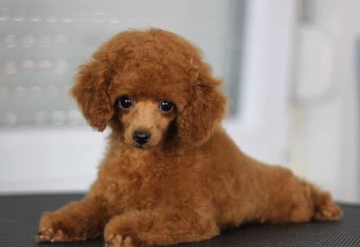 Toy Poodle puppies for sale