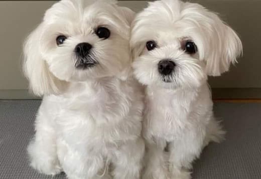 Adorable Havanese Male & Female For Adoption