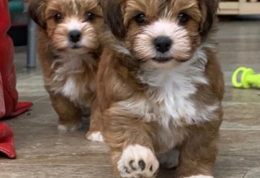 Home Raised Havanese Puppies for Rehoming and Adoption
