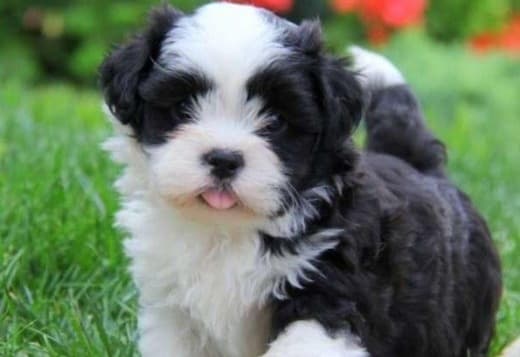 Havanese Puppies for Adoption