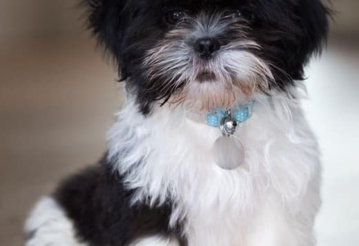 Havanese Puppies For Adoption