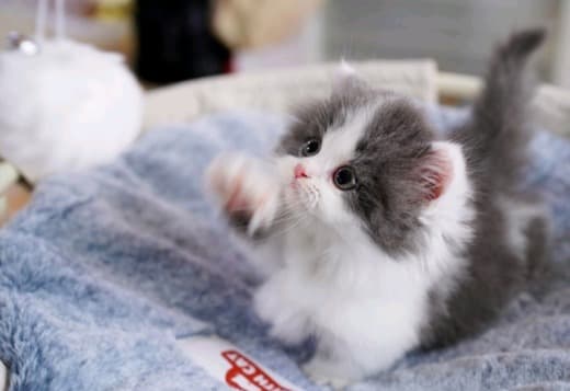 Scottish Fold Cats Available Here