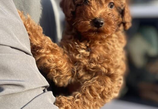 Miniature Poodle puppies