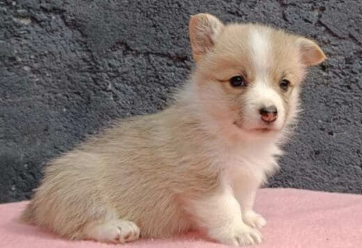 Pembroke Welsh Corgi puppies