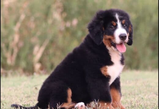 Bernese Mountain Dog puppies