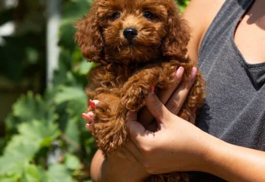 Miniature Poodle puppies