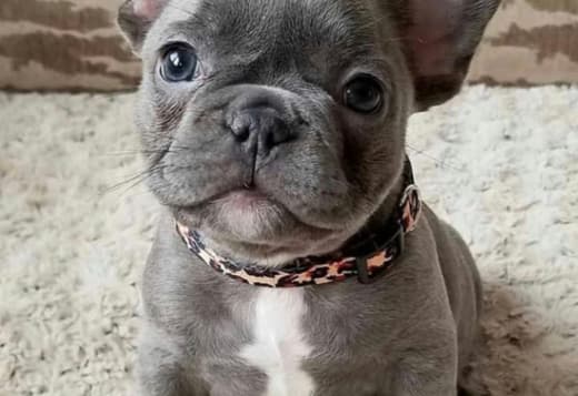 French bulldog puppy for sale