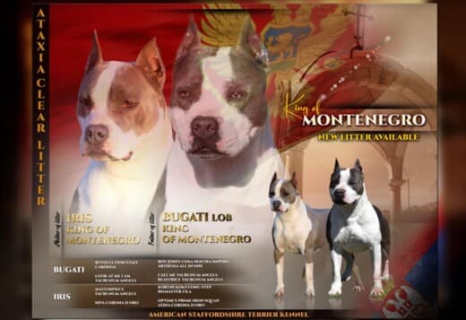 American Staffordshire Terrier – Beautiful Puppies
