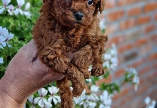 Apricot and red toy poodles