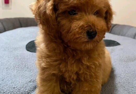 Red Toy Poodle