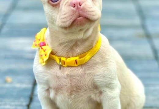 Pink French Bulldog Puppies
