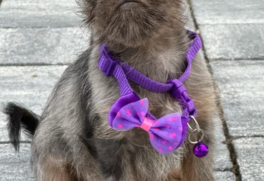 Brussels Griffon male puppies for sale