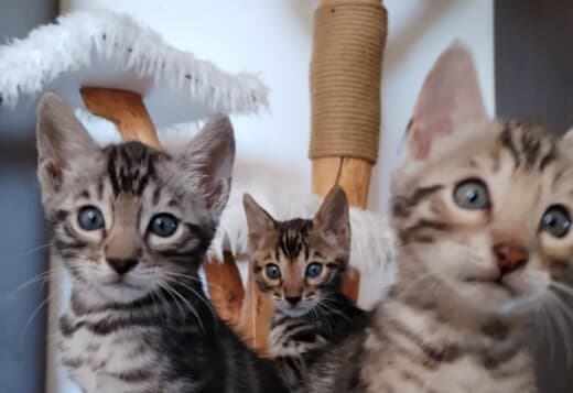 Bengal kittens for sale