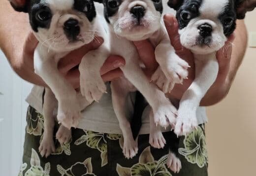 Boston Terrier Puppies for Sale