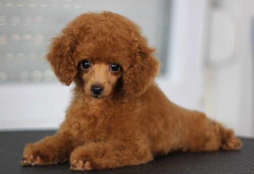 Toy Poodle Puppies for Sale