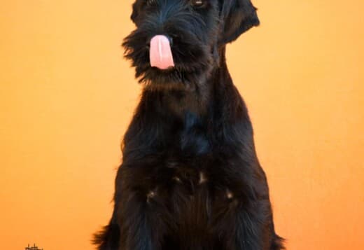 Giant Black Schnauzer puppies