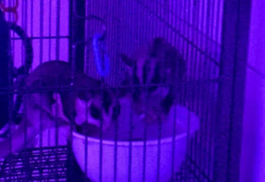 sugar gliders