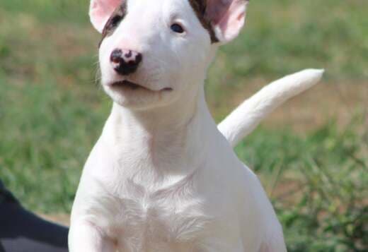 Mini Bull Terrier Puppies